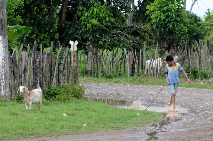A boy holding a long stick, walks down a partially flooded street in northern Colombia as animals graze nearby.